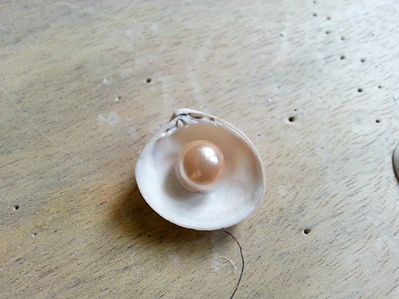 Create Sea Shell Earrings