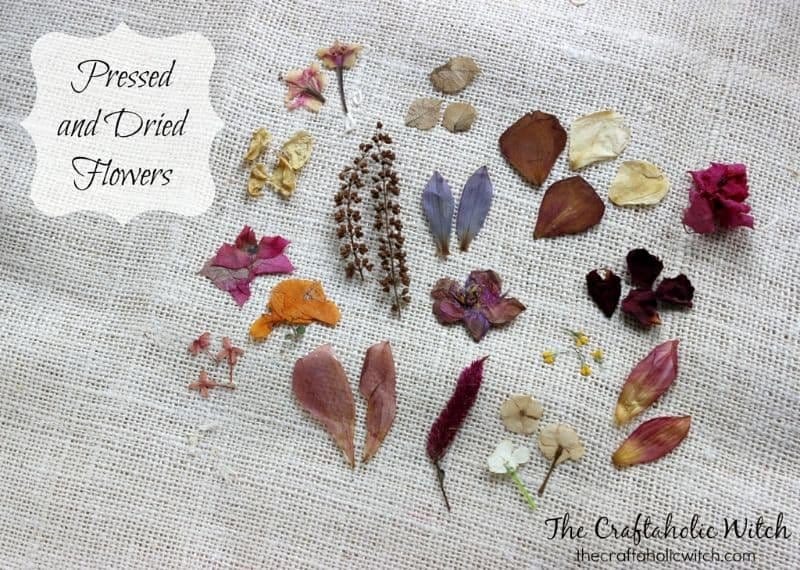 Dried and Pressed Flowers 