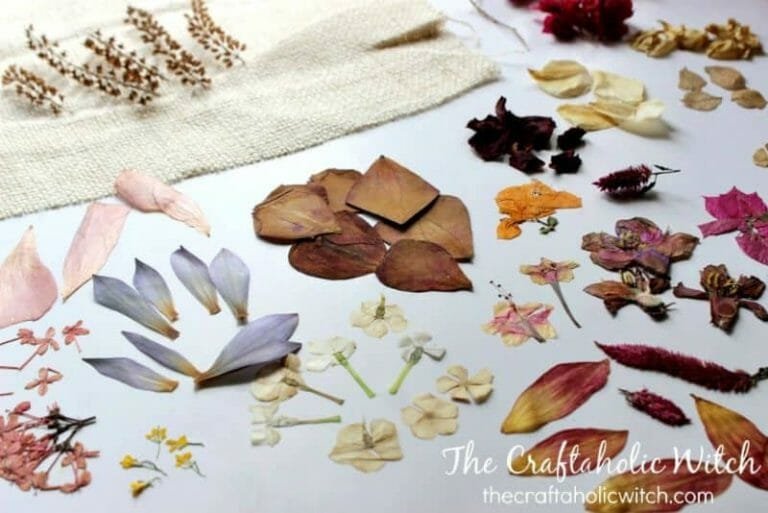 How to Dry and Press Flowers and Petals without Damaging -Tips for Beginners