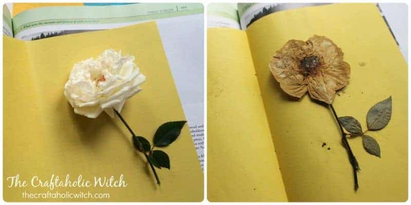 how to press roses Can You Press Rose Petals